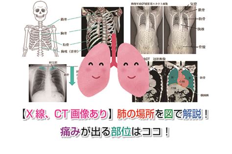 肺 位置|【X線、CT画像あり】肺の場所を図で解説！痛みが出。